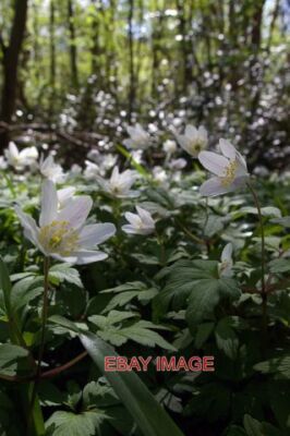 PHOTO  WILD FLOWERS IN NEW ENGLAND WOOD NEW ENGLAND WOOD WAS CARPETED WITH THESE