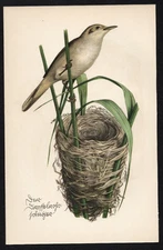 1935 Vintage German Bird & Nest Print The Great Reed Warbler