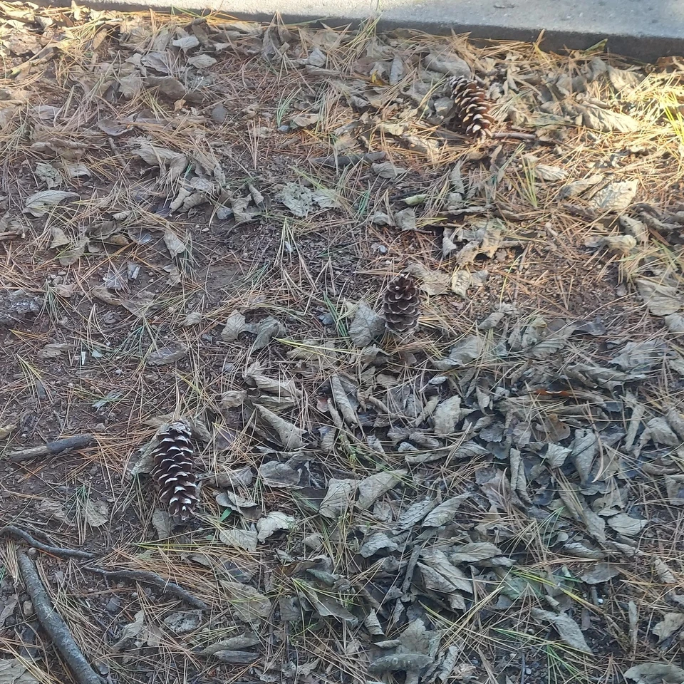 Juego de 40 conos de pino blanco oriental fresco XL de 7" para manualidades y decoración navideña Foto 4 de 4