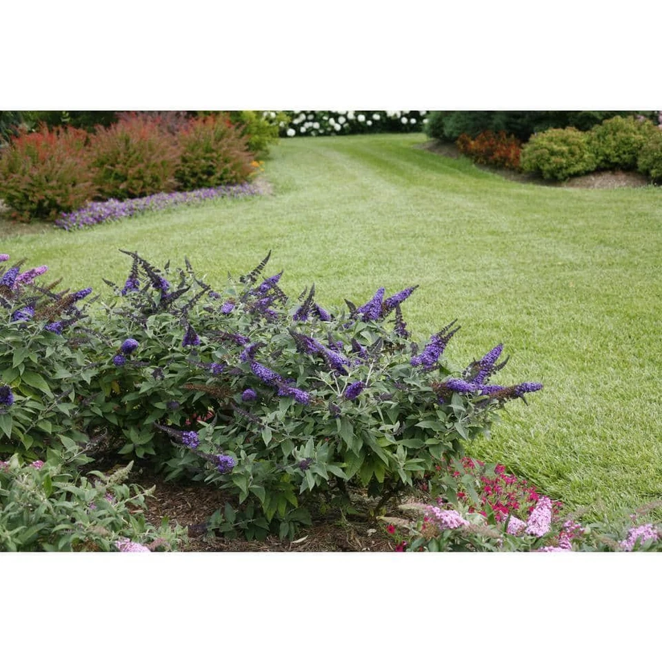 Arbusto de mariposa azul Pugster arbusto vivo 4,5 cuartos de galón flores azules resistente a la sequía Foto 4 de 4