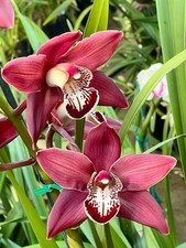 Cymbidium Khan Fury Dark and Pointy 1 1/2 Gallon