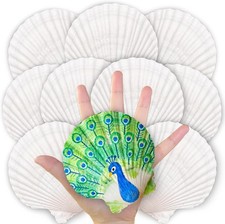 20 PCS Large Scallop Shells 45 Inch Natural White Seashells DIY Crafts