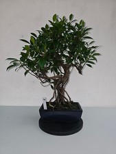BONSAI Ficus microcarpa