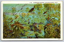 Submarine Gardens Catalina Island California Vintage Art Postcard c1920s Fish