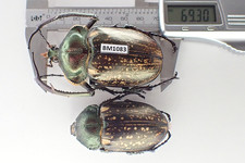 Cheirotonus for collectors | large Euchiridae
