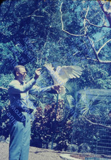 1956 35mm Slide Parrot Jungle Miami Florida #12434