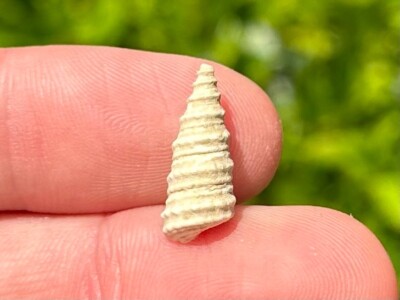 France Fossil Gastropod Potamides papaveraceus Miocene Age Shell