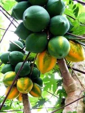 25+ Bettina Papaya Seeds for Garden Planting - USA - FAST SHIPPING!
