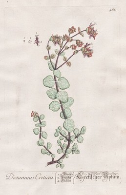 Dictamnus Creticus Diptam-Dost dittany botany herb book Blackwell engraving