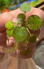 Rare Tiger Striped Amazon Frogbit Floating Freshwater Easy Aquarium Plant