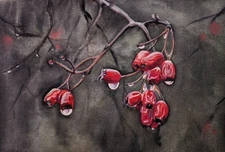 Red Berries Rosehip Rain Drops Watercolor Symbolic Nature Painting Kitchen Art