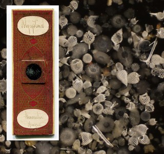 J. & T.J. Polycystina Microscope Slide