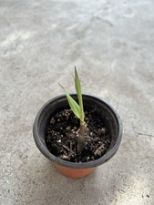 Dark Purple Sugarcane Plant Seedling With Pot Sweet And Juicy Ready To Plant