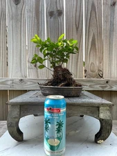 AWESOME! Beautiful Chinese ELM Pre-Bonsai, 18 Years, HUGE TRUNK