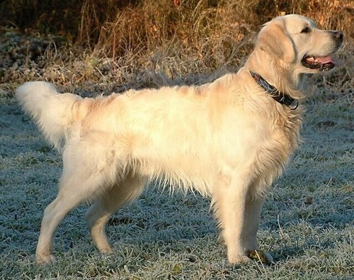 Lifewise Biotic Joint Lamb Rice Oats & Vegetables 2.5kg Dry Dog Food Mobility - Picture 7 of 13