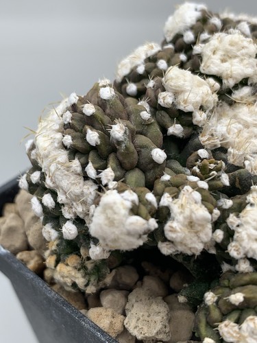 Obregonia Denegrii Mostruosa Innestata POT 7 CM RARE PLANT - Foto 2 di 7