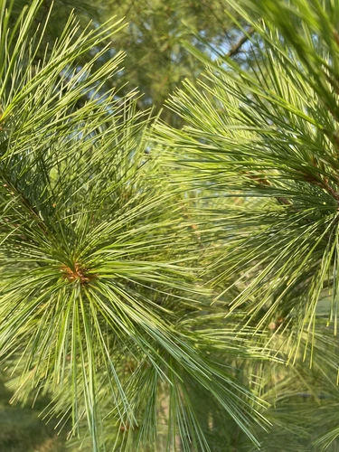 Fresh Cut Eastern White Pine Needles 8 oz. Organic Suramin