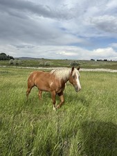 Rustic Used Horse Shoe, Horseshoe For Crafts, Horseshoes For Metal DIY Decor
