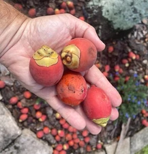 15 Seeds Foxtail Palm Tree Wodyetia bifurcata Live Tropical Ornamental Plants!