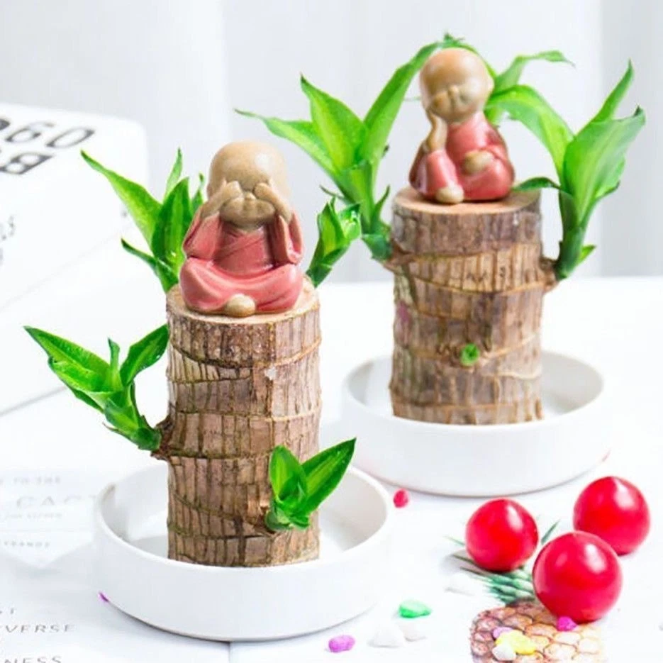 Apricot blossom hydroponic plant, indoor flower desktop pot - Image 3 of 4