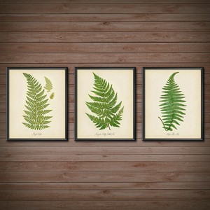 Ferns Print Set Of 3 Botanical Kitchen Vintage Fern Prints Wall Decor Set 2417 Ebay
