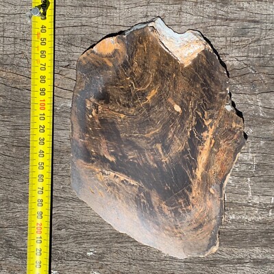 Fossilised Petrified Wood from Chinchilla Australia 556g Slice Conifer