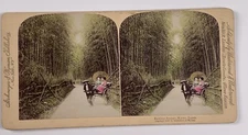 Stereoview Photo Bamboo Avenue Kyoto Japan