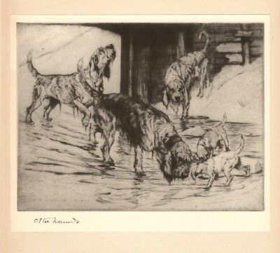 1938 Antique Otterhound Print Vernon Stokes Otterhound Wall Art 5887r