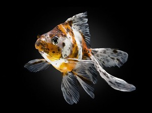 cold water goldfish