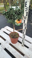 Citrus myrtifolia Chinotto 80 cm arancio amaro pianta di agrumi frutti albero di limone