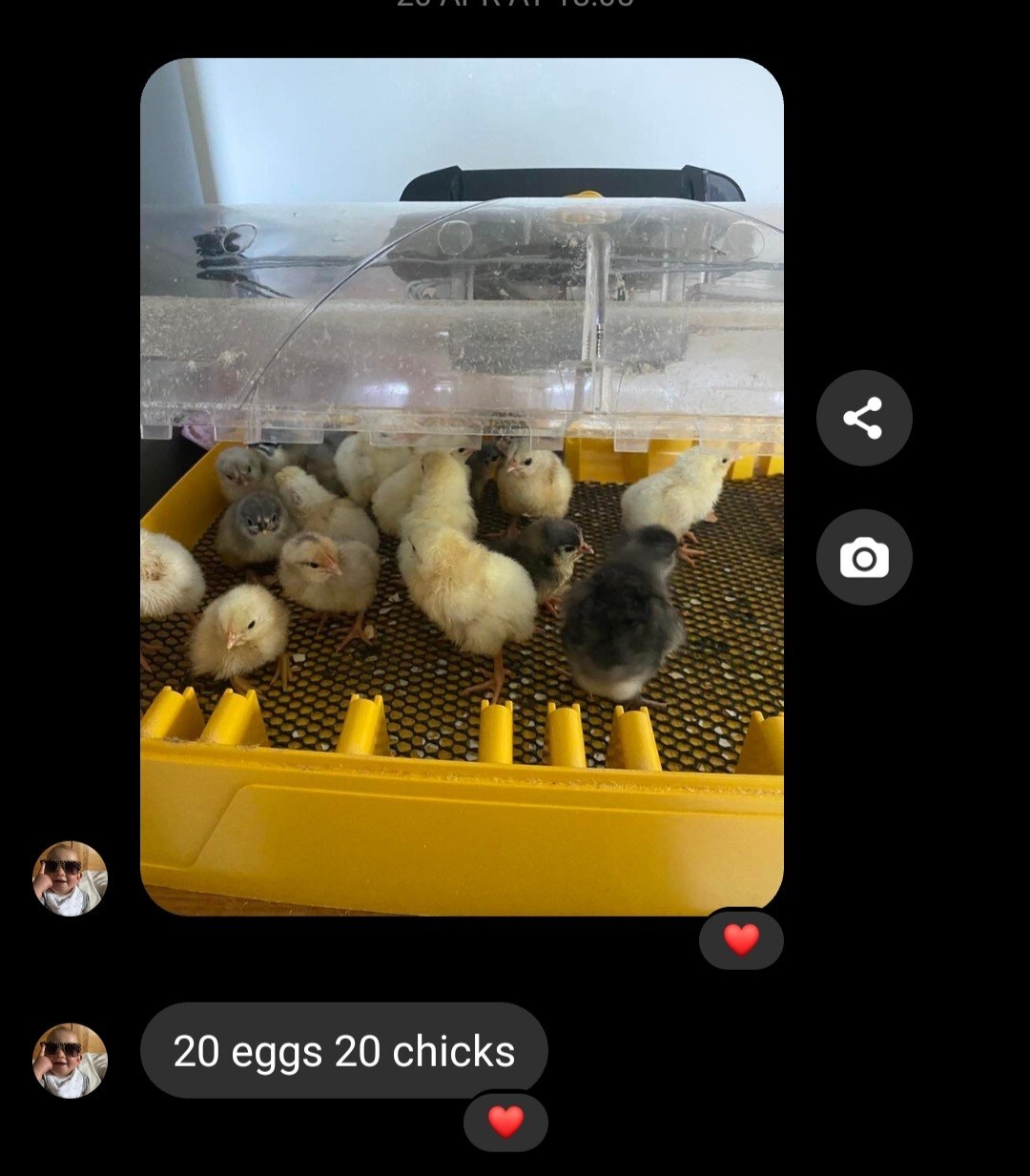 6x Show Line AUSTRALORP LF Hatching Eggs, Black Blue Splash 1st class