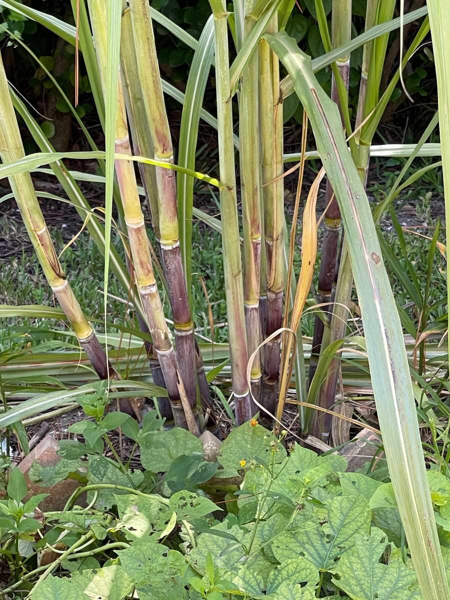 1 pot purple/red/yellow Sugar Cane Plants Juicing Chewing