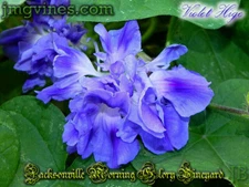 Violet Hige Ipomoea Purpurea Morning Glory 6 Qty