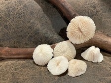 5 NATURAL WHITE MUSHROOM CORALS-LARGEST IS OVER 2"