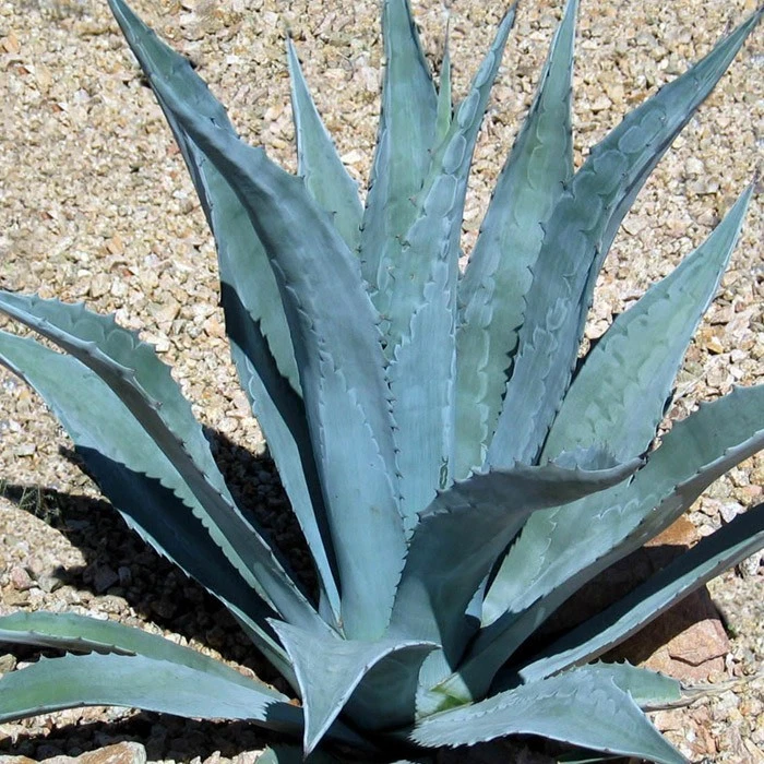 CENTURY Agave Americana Agave Cactis&Succulents for sale | eBay