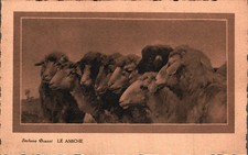 BRUZZI Stefano - Le Amiche - Pascolo, Pecore - (Arte, Pittura e Quadri) - #049