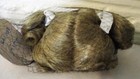 Foto 9 di 12