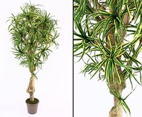 Dracena Yucca Kunstpalme Mit 784 BläTter GrüN Gelb 175Cm Hoch Mit Naturstamm