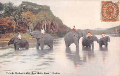 Old postcard CEYLON TEMPLE ELEPHANTS AFTER THEIR BATH CEYLON
