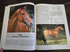 Privatbeschäler * Warmblut Trakehner Vollblut Araber * Hengste Warmblutzucht