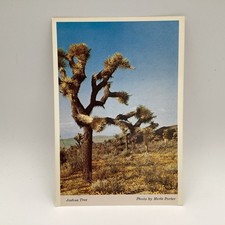 Joshua Tree (Yucca Brevifolia) Southwest AZ, NV, Postcard unposted
