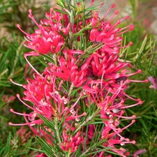 Grevillea Canberra Gem - Spider Flower | Evergreen Potted Garden Shrub for Sale
