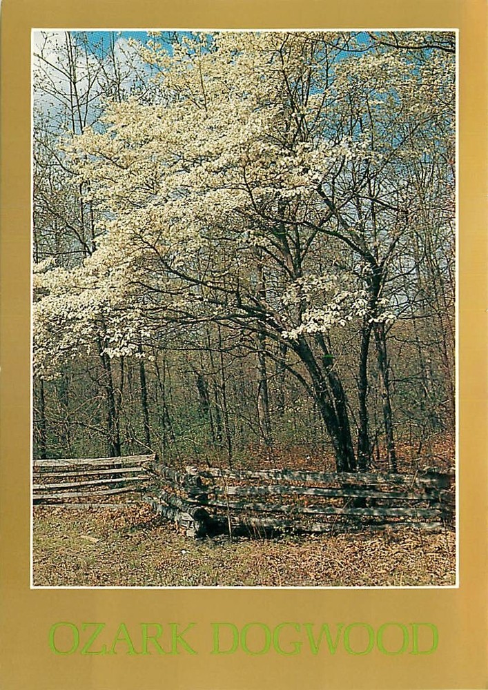 Ozark Dogwood Tree Postcard Scenic Missouri Landscape