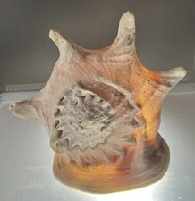 Large Beautiful Big Horned Queen King Helmet Conch Seashell 7" x 5.5"