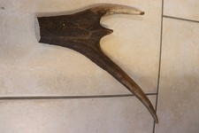 Hirschkrone Geweihstange Hirschhorn Hirschgeweih Horndekoration Horn