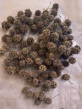 Sweet Gum Balls 120 Natural Spikeballs fresh New Jersey