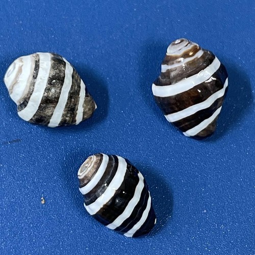 Arte artesanal de conchas de mar natural coloridas de Japón - Imagen 18 de 20