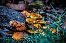 Landscape shrooms fall Custom Gaming Mat Desk