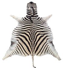 Real Zebra Skin Rug Hide  60 Size: 9 X 7 feet Genuine Burchells Zebra Hide