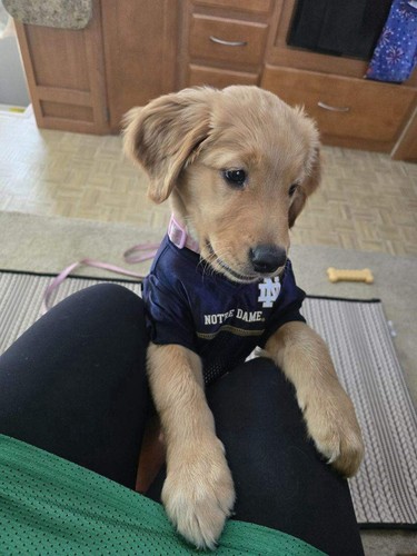 Pets First Notre Dame Fighting Irish Dog Jersey Medium Blue Gold NFL Style 00